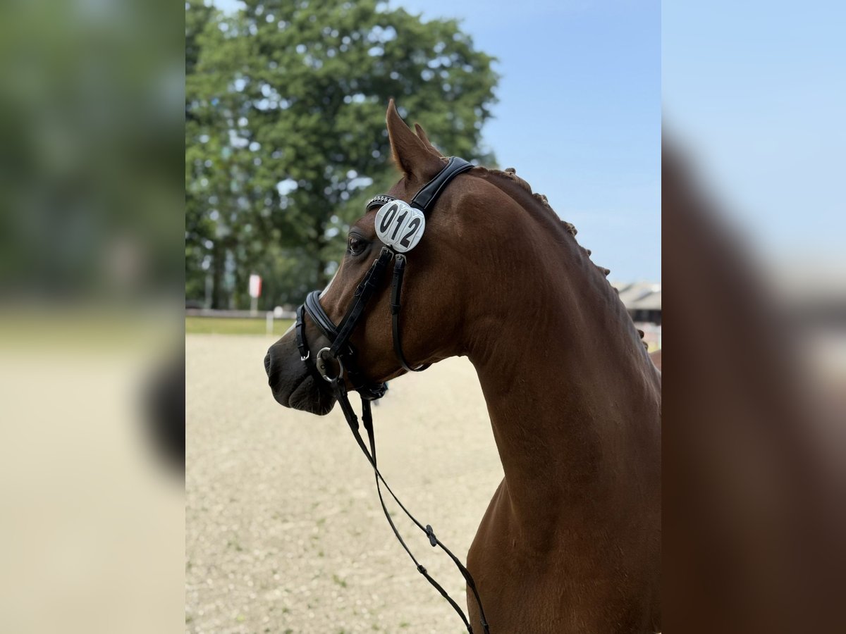 German Riding Pony Mare 7 years 14,2 hh Chestnut-Red in RhedeRhede