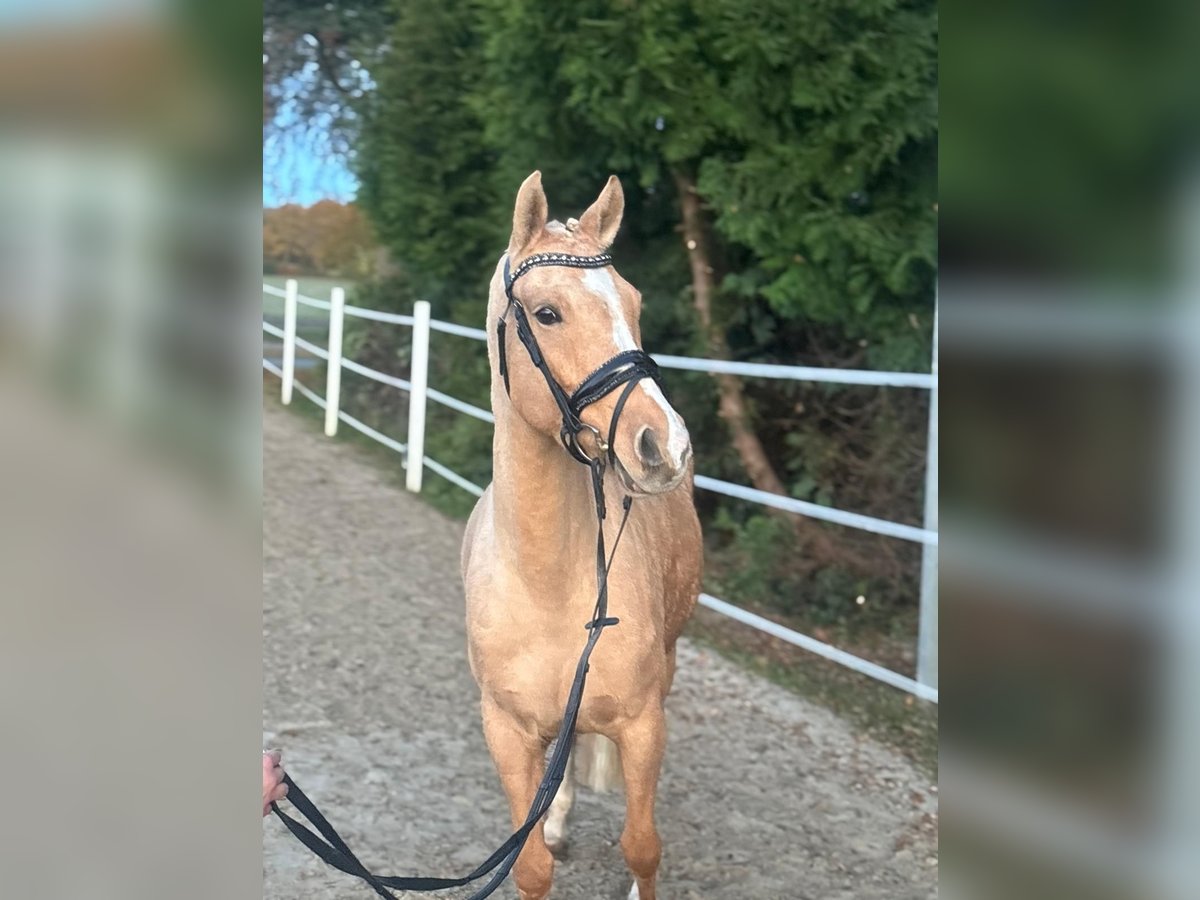 German Riding Pony Ranch German Riding Pony Mare 7 years 14,2 hh in Walchum