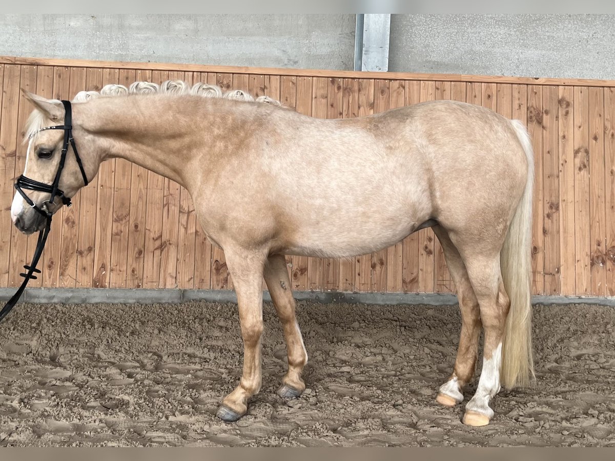German Riding Pony Mare 7 years Palomino in Kempen