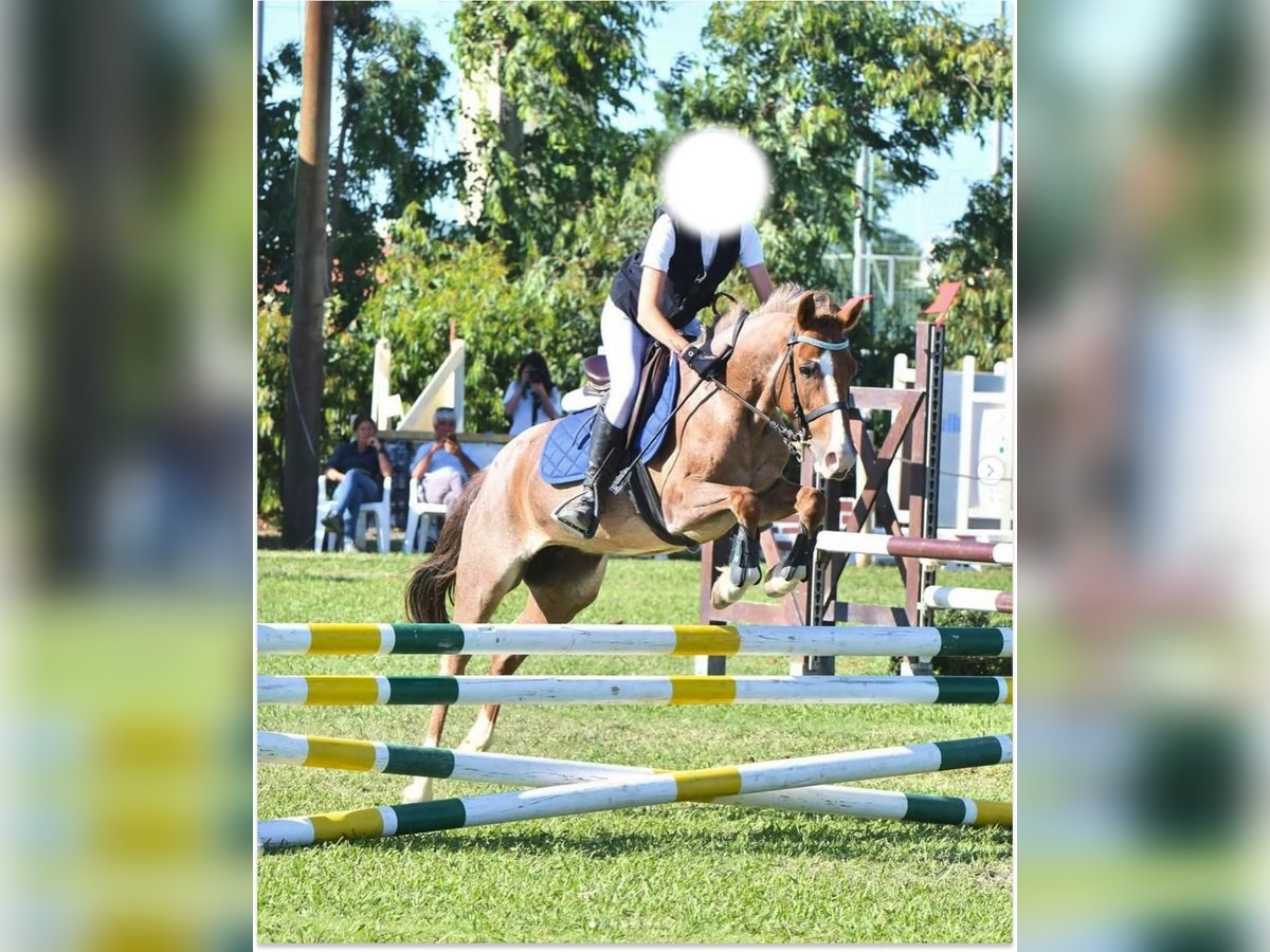 German Riding Pony Mare 8 years 12,2 hh Chestnut-Red in Alghero