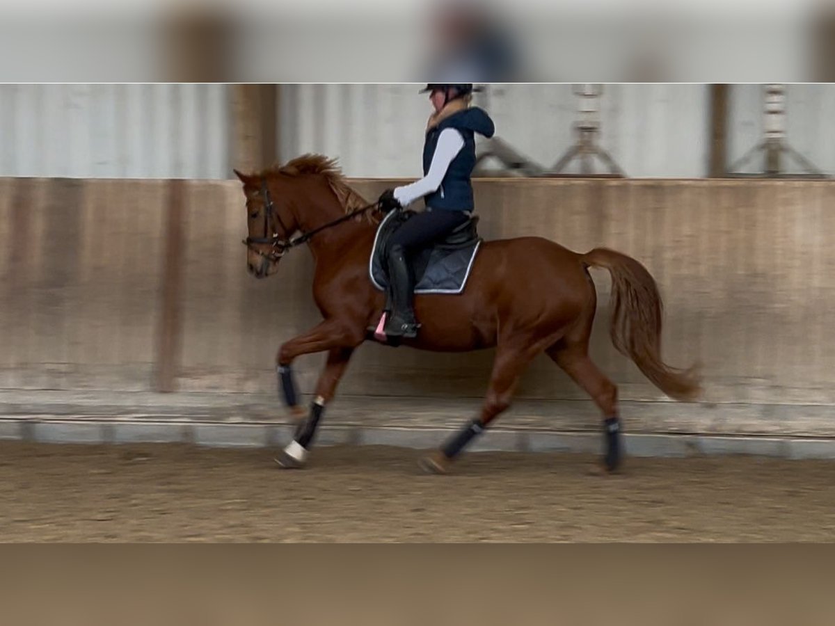 German Riding Pony Mare 8 years 14,1 hh Chestnut-Red in Eppelheim