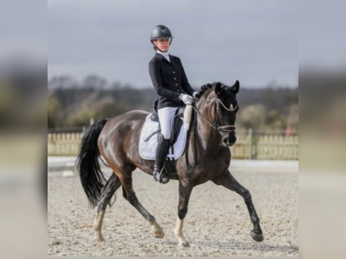 German Riding Pony Mare 8 years 14,2 hh Black in Barmstedt