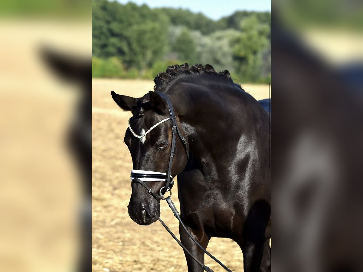 German Riding Pony Mare 8 years 14,2 hh Black in Barmstedt