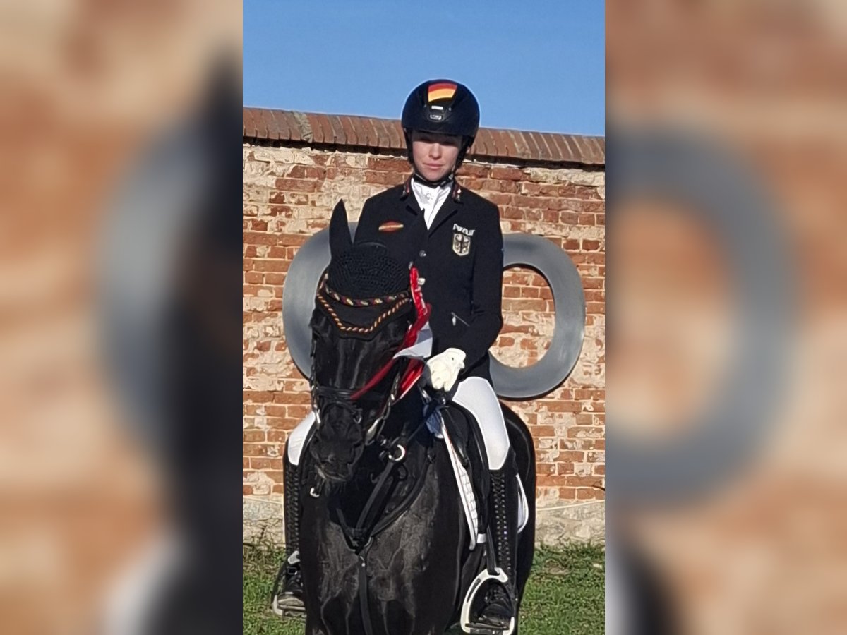 German Riding Pony Mare 8 years 14,2 hh Smoky-Black in Rhede