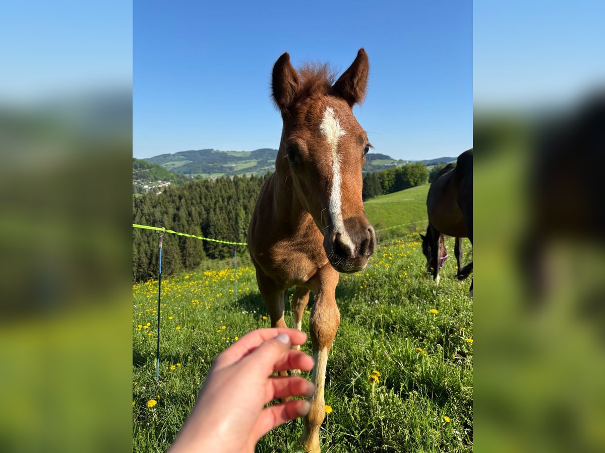 German Riding Pony Mare 8 years 14,1 hh in Gresten