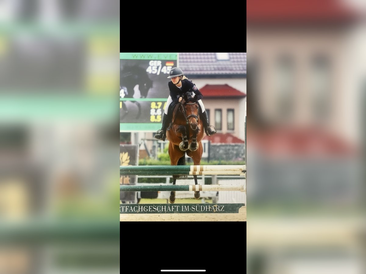 German Riding Pony Mare 8 years 14,1 hh Brown in Dingelst&#xE4;dt