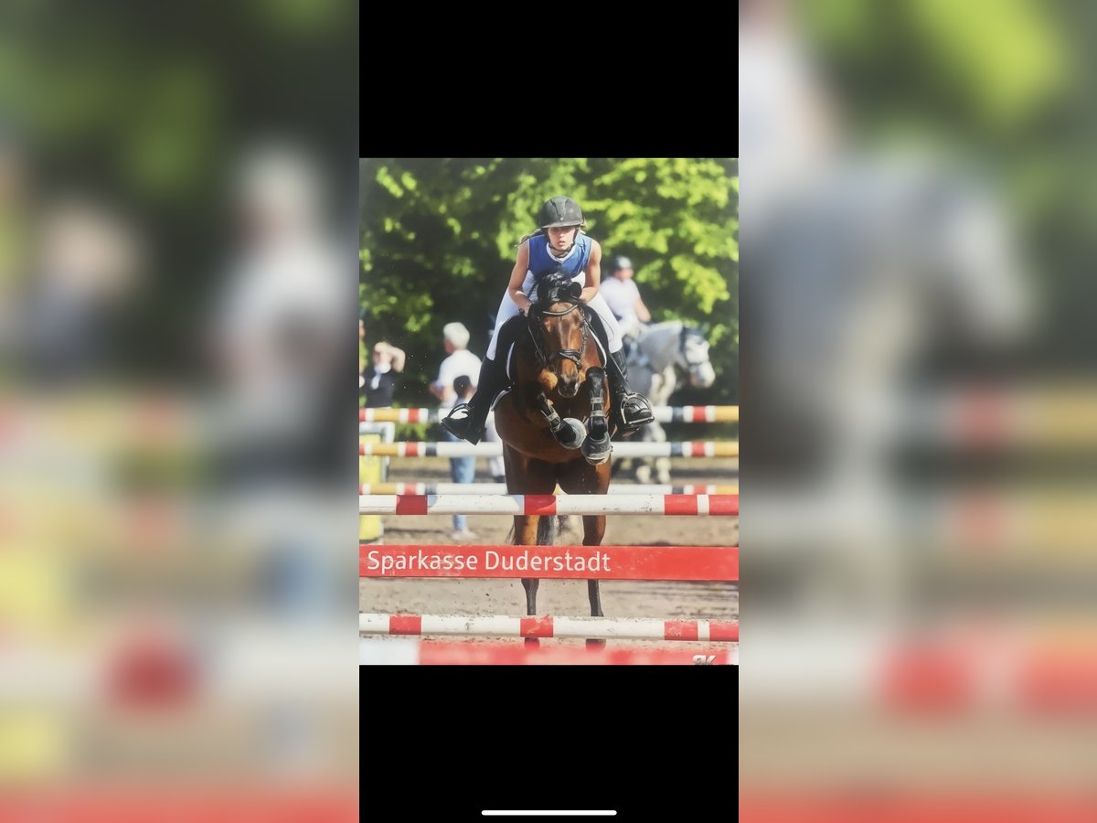 German Riding Pony Mare 8 years 14,1 hh Brown in Silberhausen