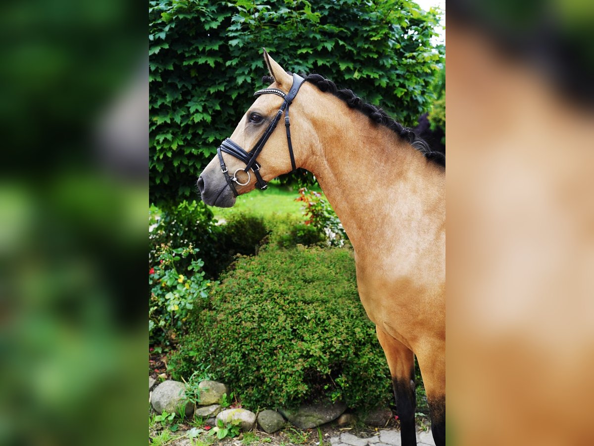 German Riding Pony Mare 8 years 14,1 hh Buckskin in Buchholz in der Nordheide