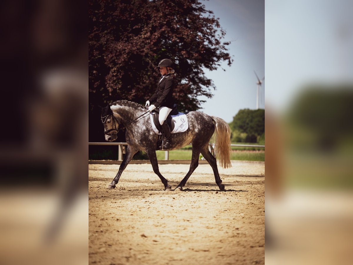 German Riding Pony Mare 8 years 14,1 hh Grey-Dapple in ReesRees