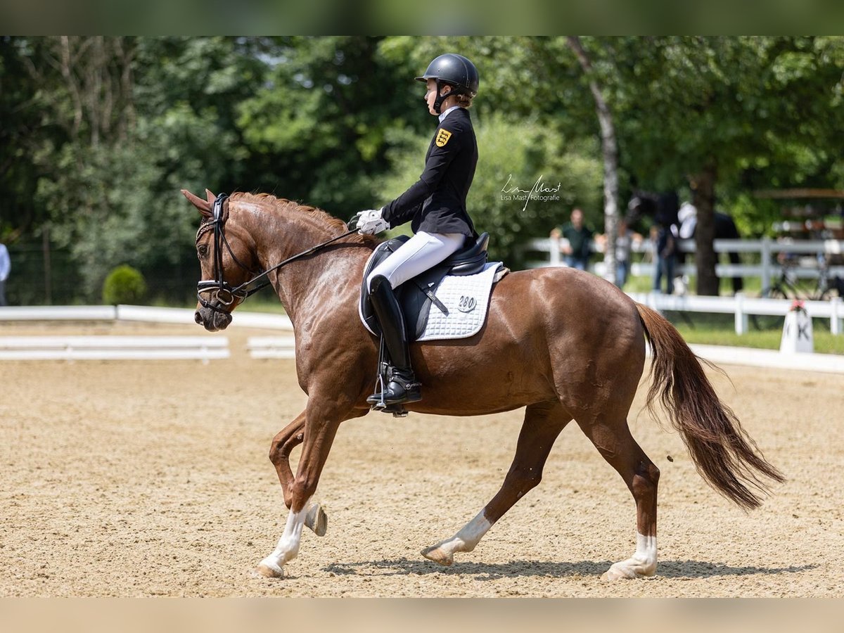 German Riding Pony Mare 8 years 14,2 hh Chestnut in Boll
