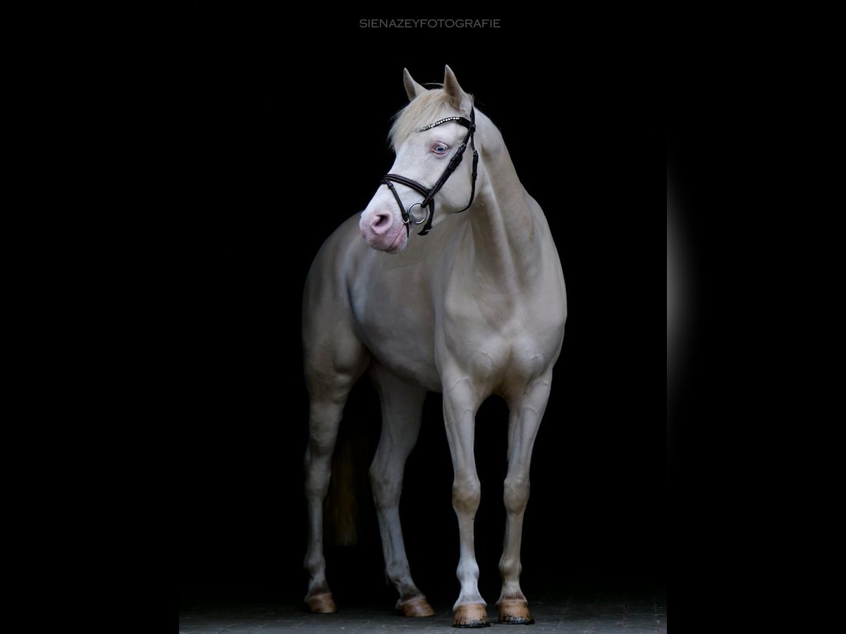 German Riding Pony Mare 8 years 14,2 hh Cremello in Alfhausen