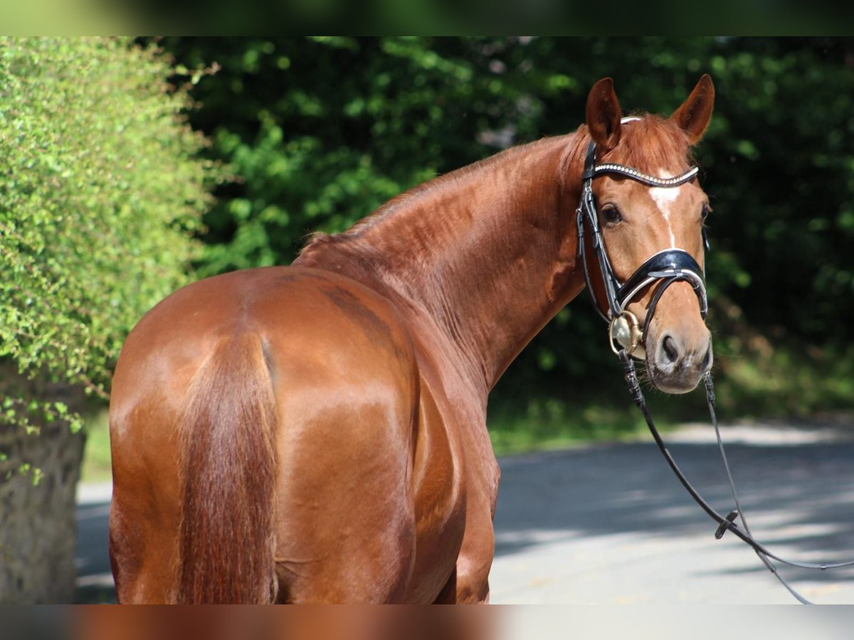 German Riding Pony Mare 8 years 15,1 hh Chestnut-Red in Dortmund