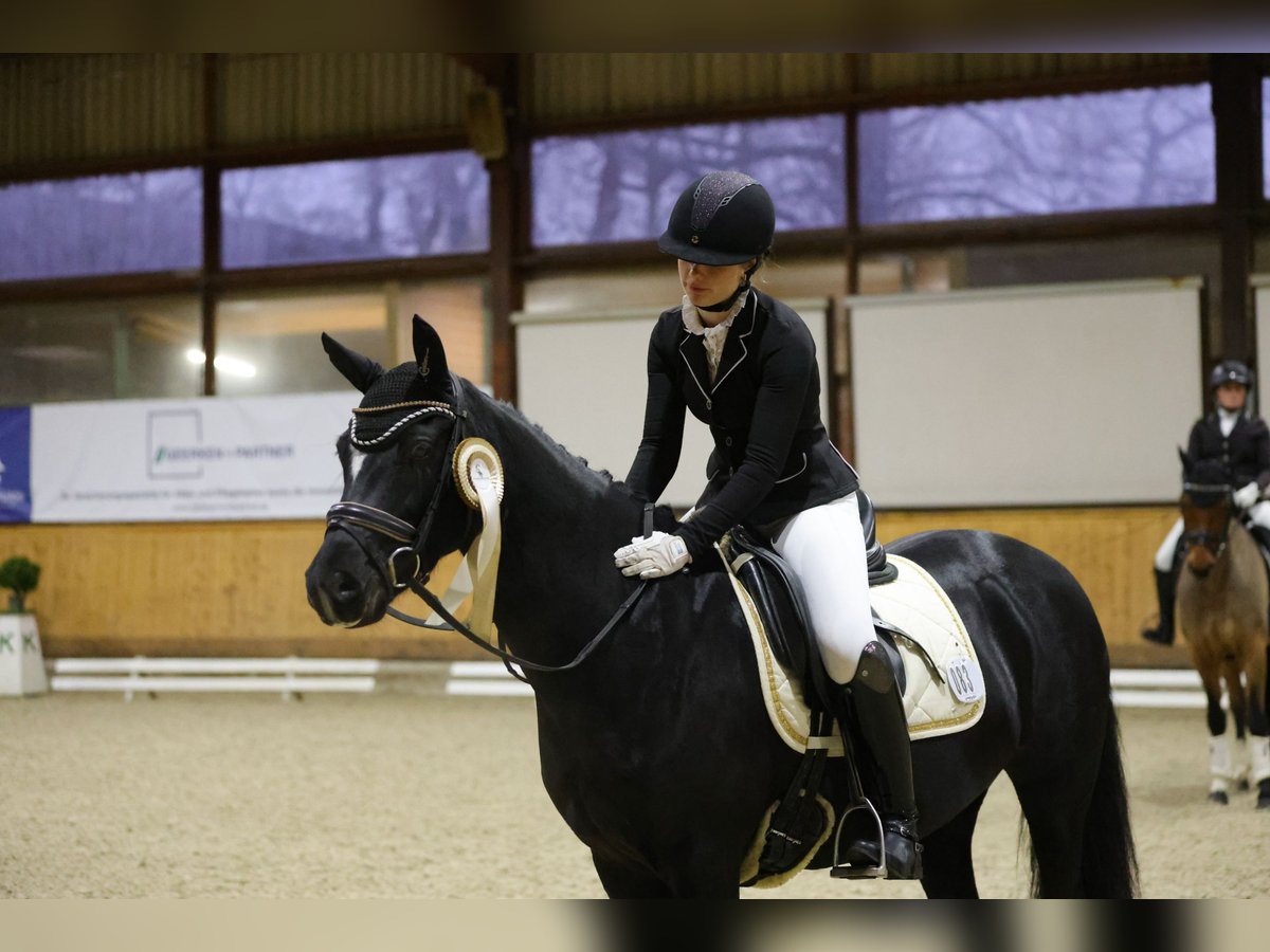 German Riding Pony Mare 9 years 14,1 hh Black in Schenefeld