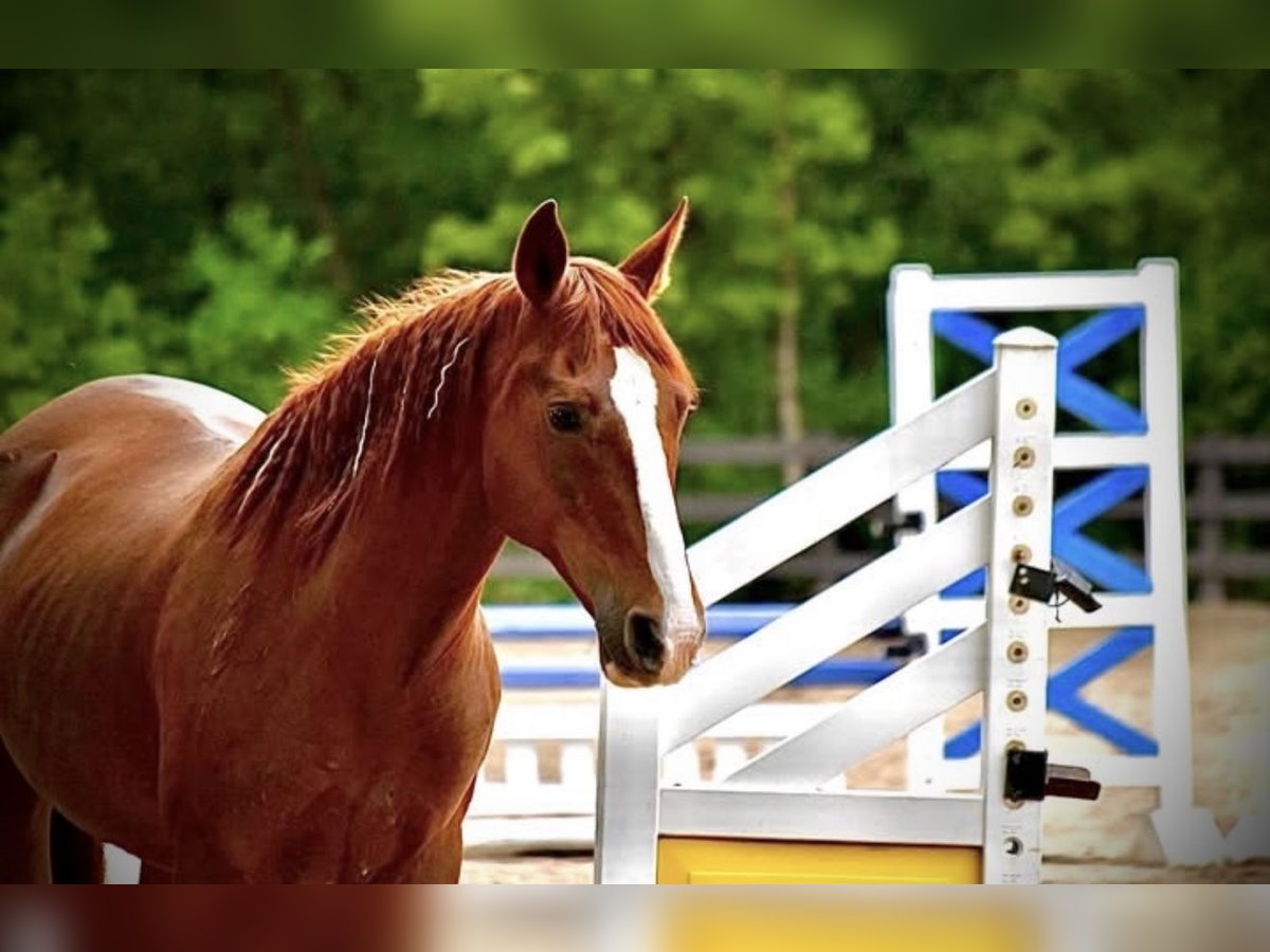 German Riding Pony Mare 9 years 14,1 hh Chestnut in Menomonee Falls