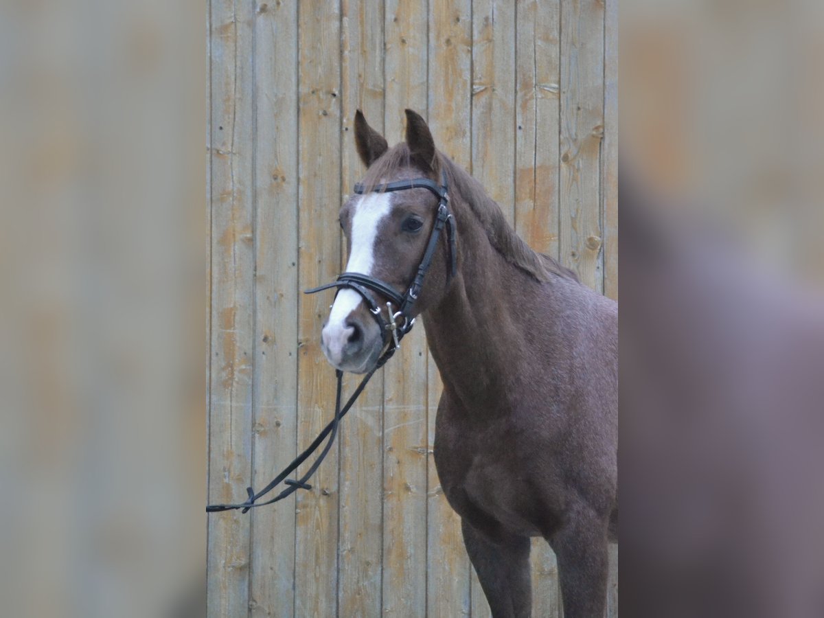 German Riding Pony Mare 9 years 14,1 hh Roan-Red in Würzburg