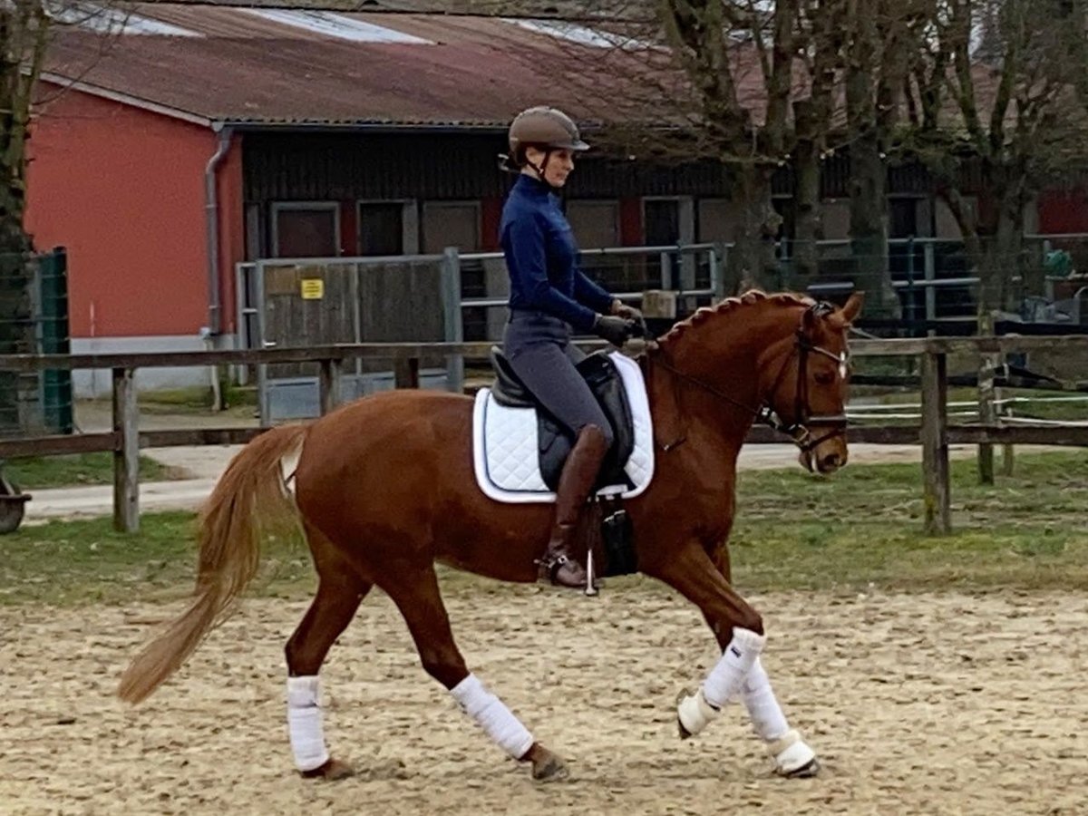 German Riding Pony Mare 9 years 14,2 hh Chestnut-Red in Wiesbaden