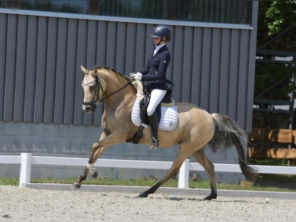 German Riding Pony Mare 9 years 14,1 hh Dun in Meine