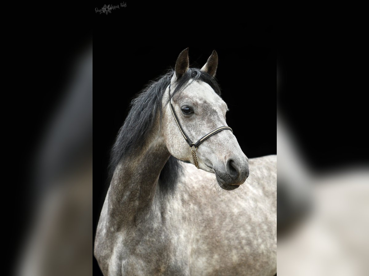 German Riding Pony Mare 9 years 14,1 hh Grey-Dark-Tan in genthin