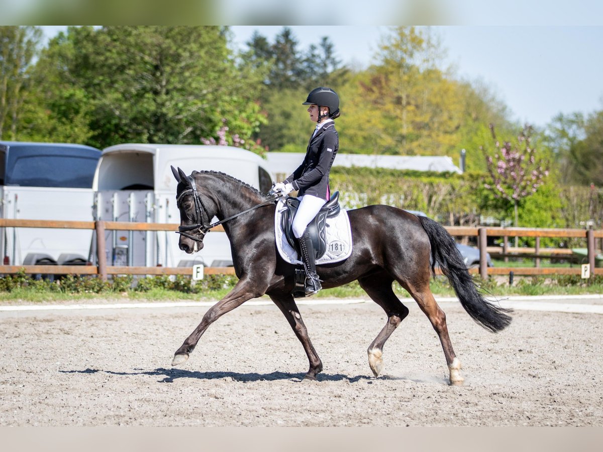 German Riding Pony Mare 9 years 14,2 hh Black in Jork