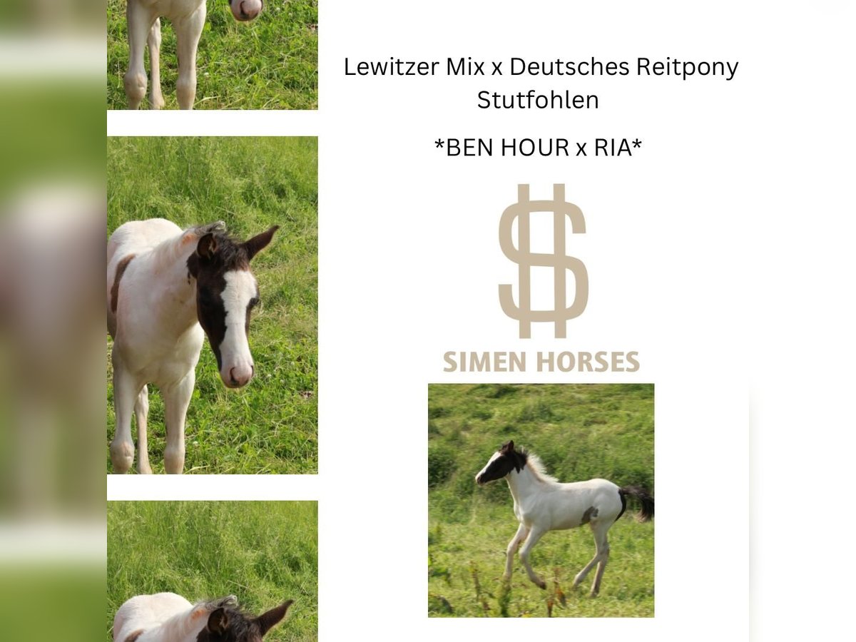 German Riding Pony Mix Mare  13,2 hh Pinto in Steinen