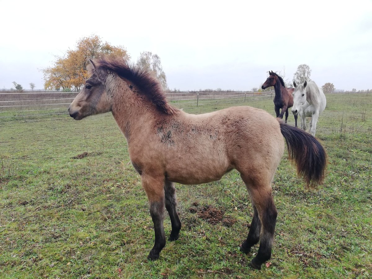 German Riding Pony Mare Foal (04/2024) 14,1 hh Buckskin in Beelitz