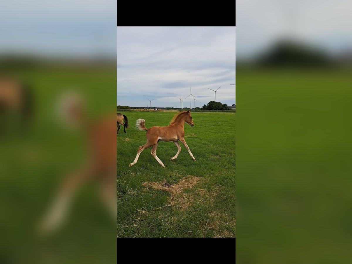 German Riding Pony Mare Foal (04/2024) 14,1 hh Chestnut-Red in Geestland