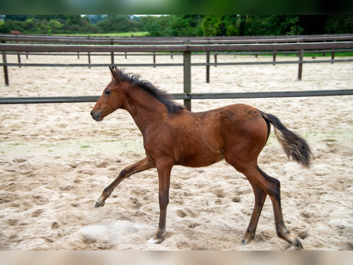 German Riding Pony Mare  14,2 hh Brown in Gescher