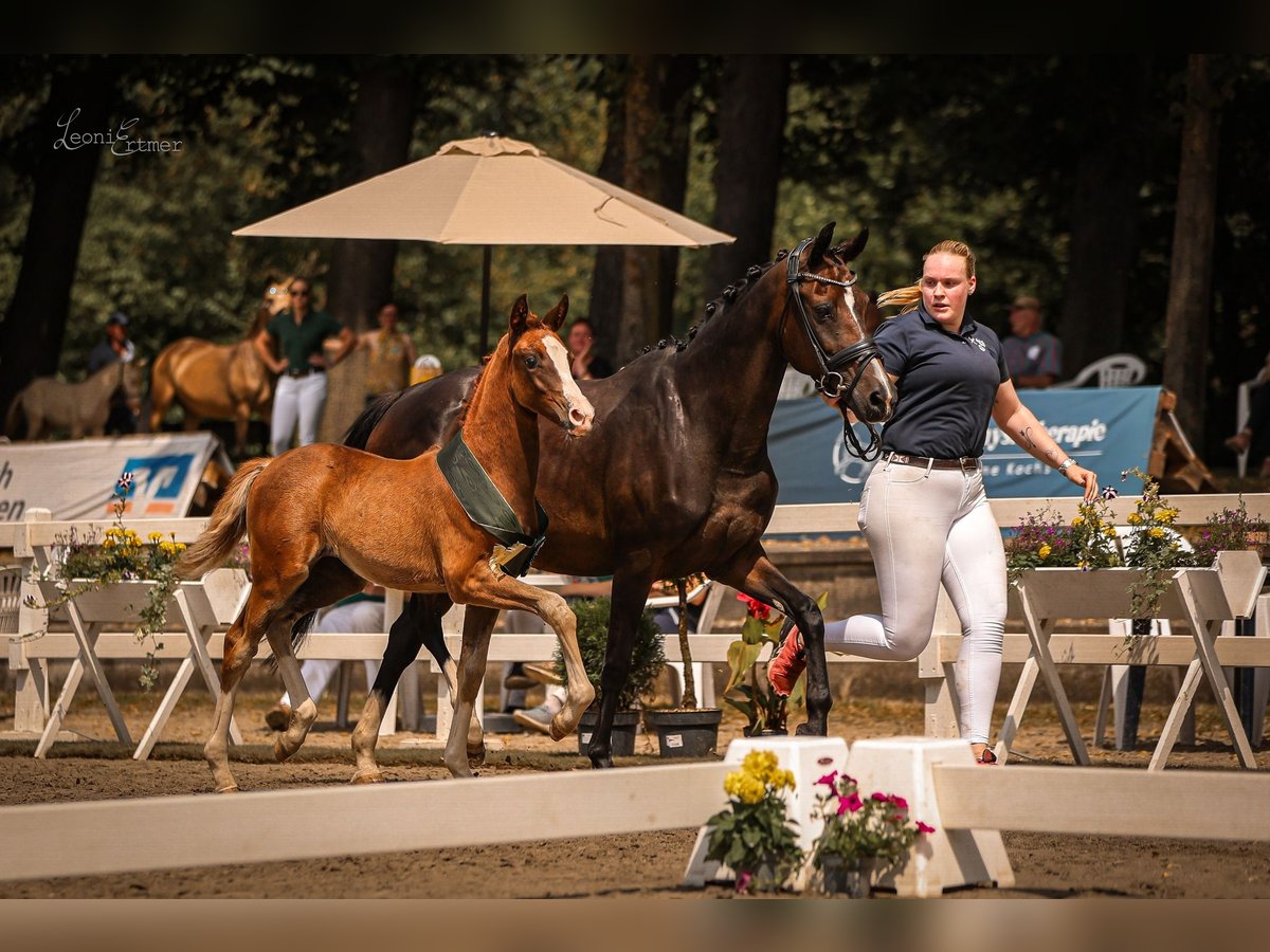 German Riding Pony Mare Foal (05/2024) 14,2 hh Chestnut in Trois-Ponts