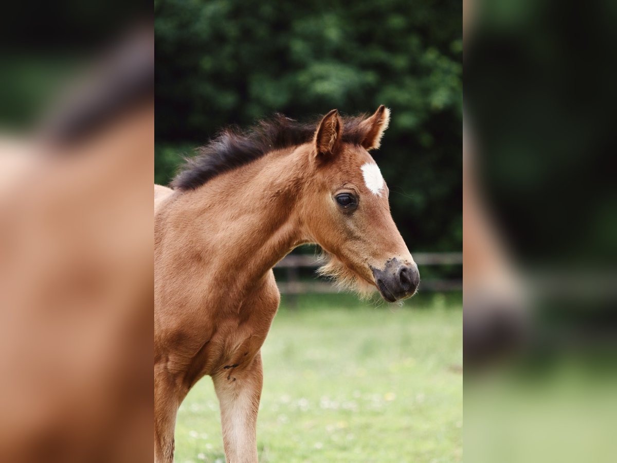 German Riding Pony Mare Foal (05/2025) 14 hh Brown in Kassel