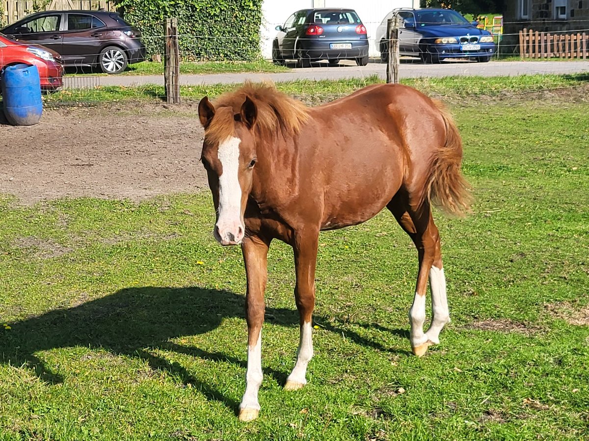 German Riding Pony Mare Foal (03/2025) 14,1 hh Chestnut-Red in Rheine