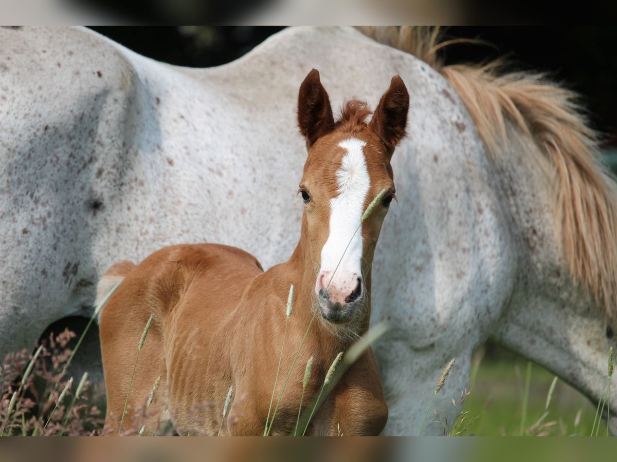 German Riding Pony Mare  14,2 hh Chestnut-Red in Langwedel