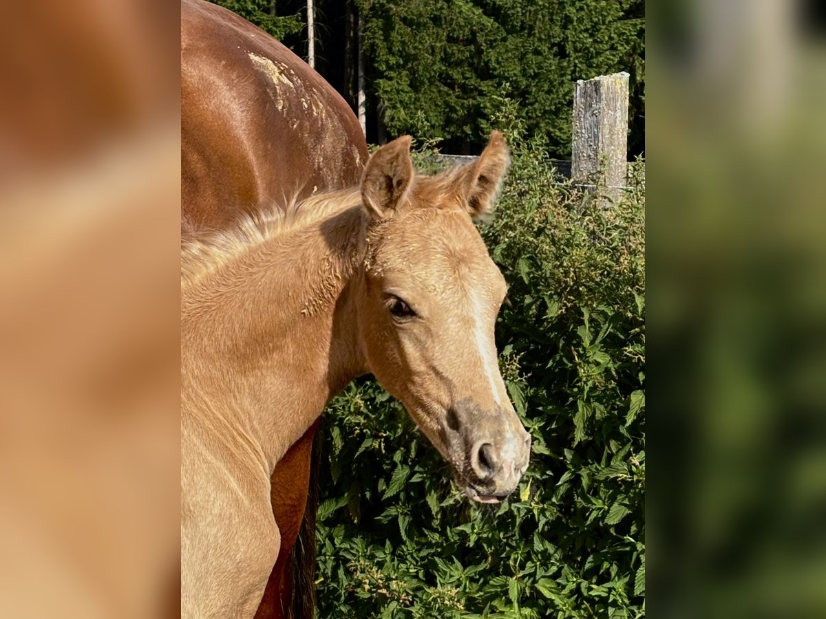 German Riding Pony Mare  14,2 hh Palomino in Zell