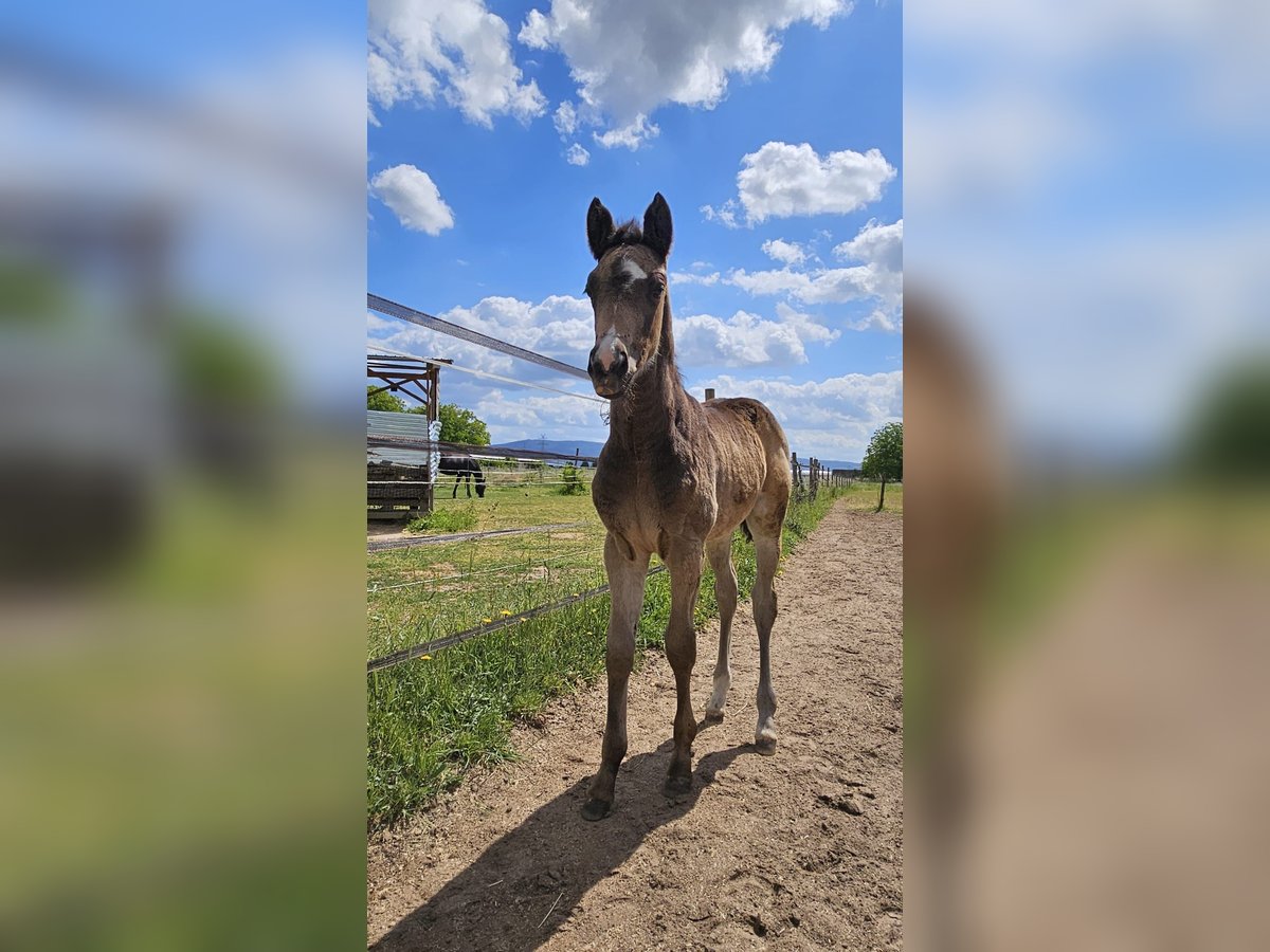 German Riding Pony Mare  15,1 hh Buckskin in Plankstadt