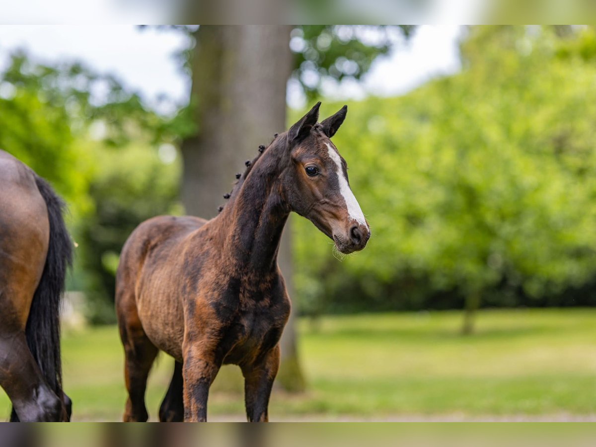 German Riding Pony Mare  Bay-Dark in Schildwolde
