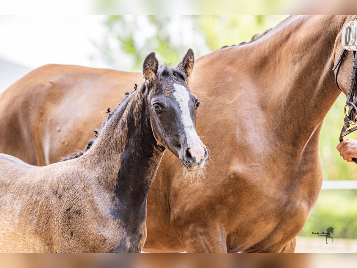 German Riding Pony Mare Foal (05/2025) Bay-Dark in Surwold