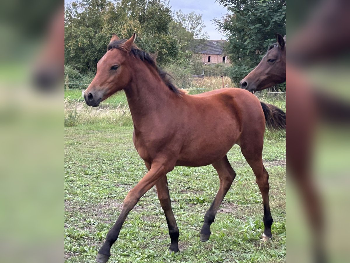 German Riding Pony Mare Foal (04/2025) Bay in Rosenau