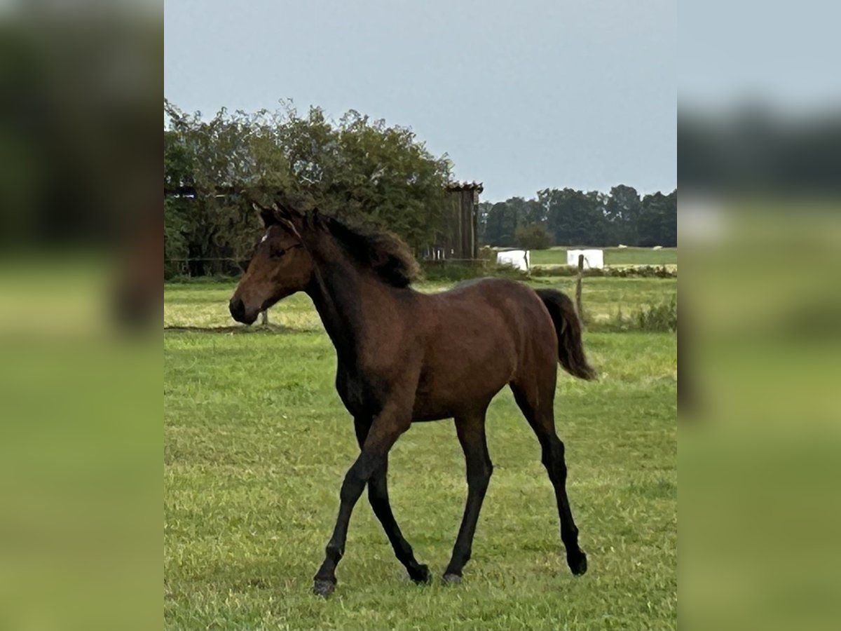 German Riding Pony Mare Foal (03/2025) Brown in Rosenau