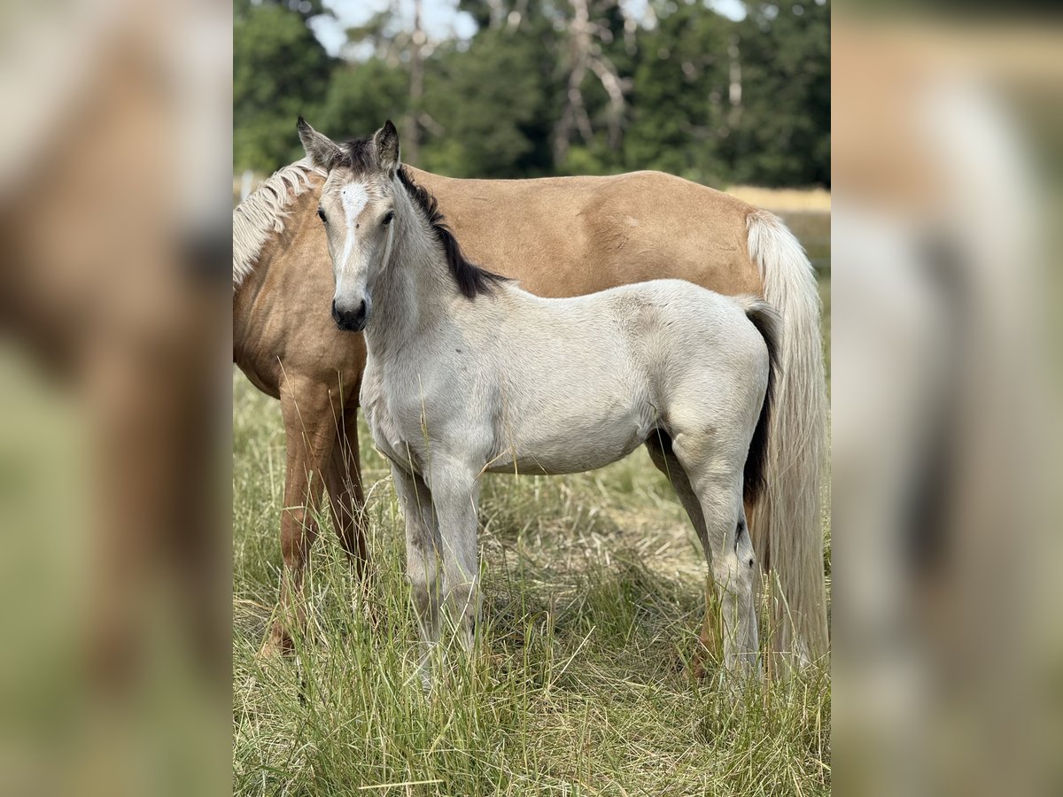 German Riding Pony Mare Foal (03/2025) Buckskin in Vettweiss