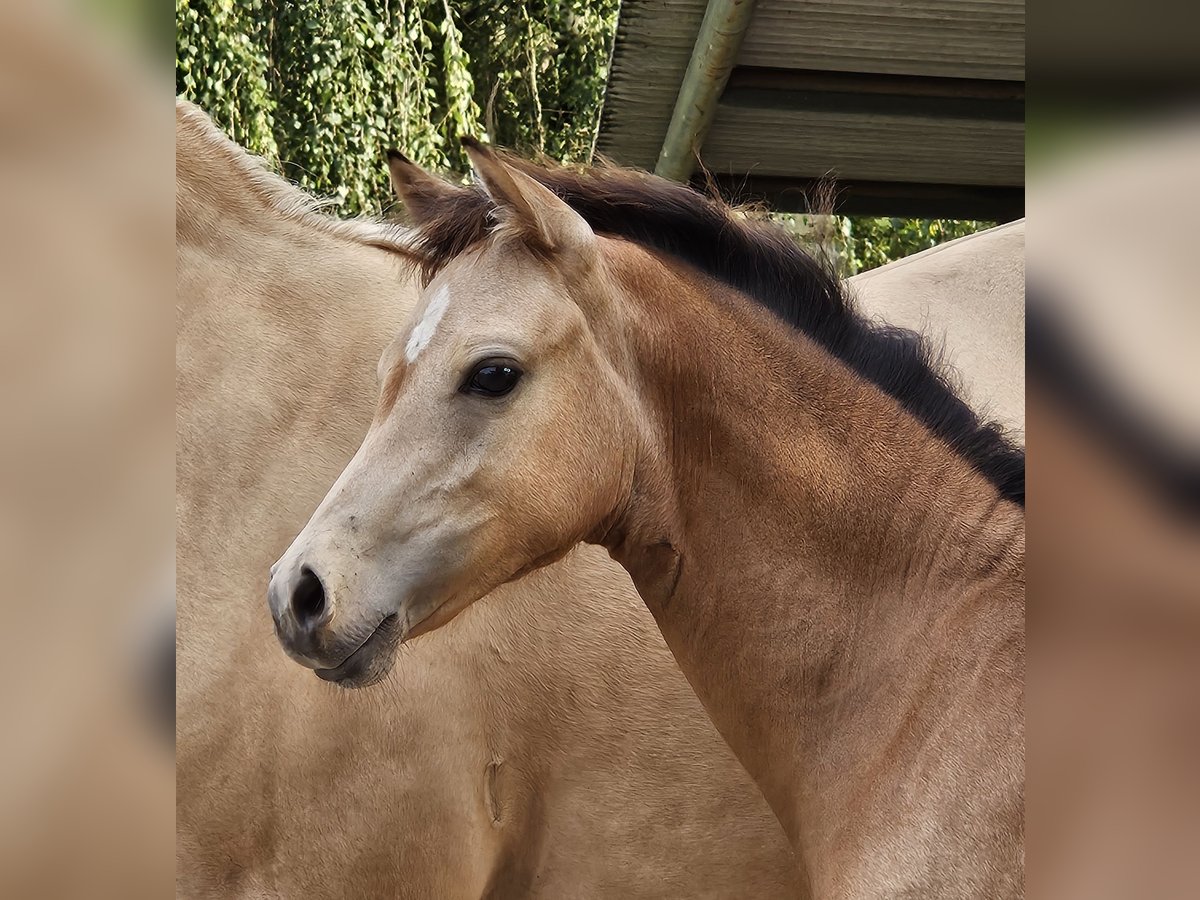 German Riding Pony Mare Foal (03/2024) Buckskin in Bruchhausen-Vilsen