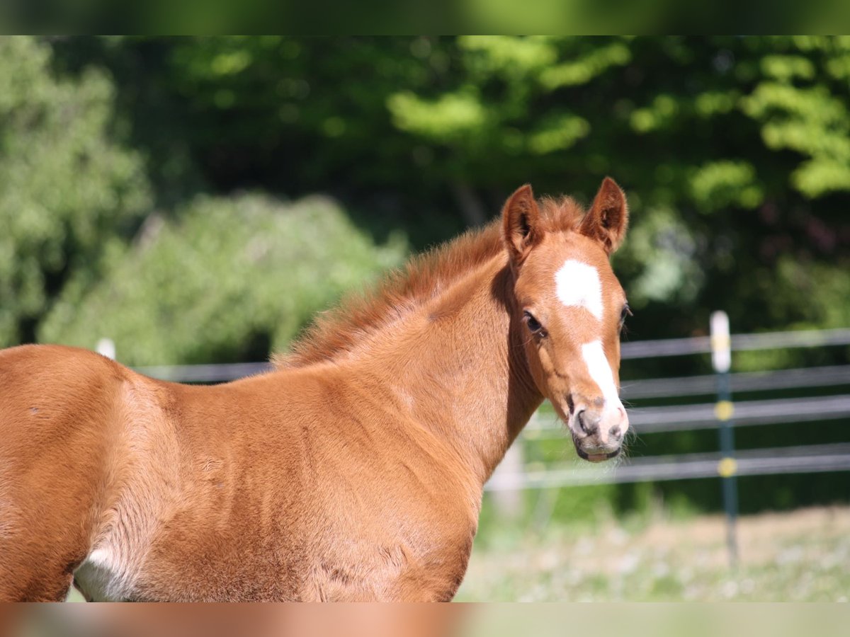 German Riding Pony Mare  Chestnut in Borgdorf-Seedorf