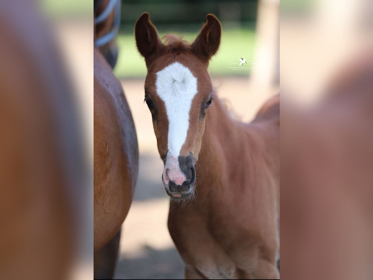 German Riding Pony Mare Foal (04/2025) Chestnut in Neuenkirchen-V&#xF6;rden