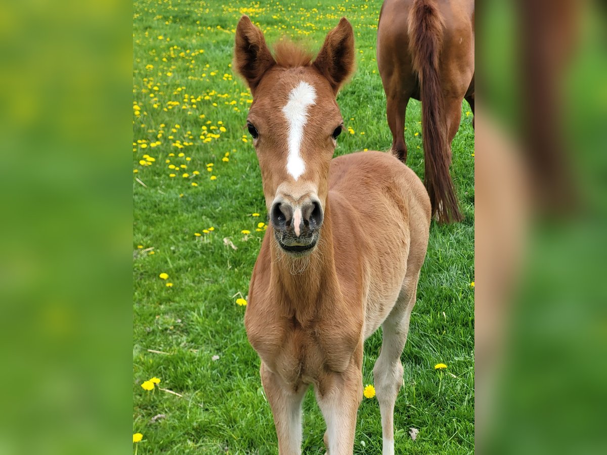 German Riding Pony Mare  Chestnut-Red in L&#xFC;dinghausen