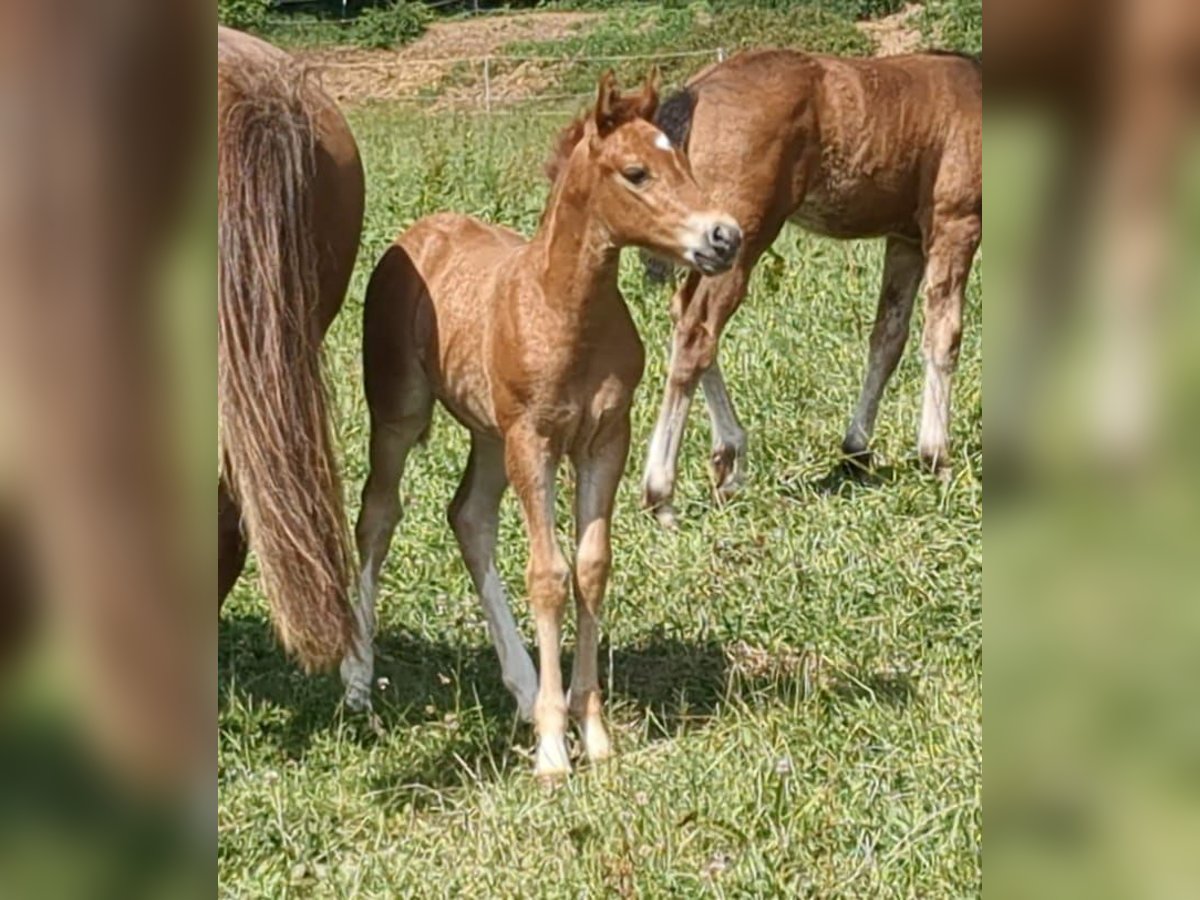 German Riding Pony Mare  Chestnut-Red in Bad K&#xF6;nig