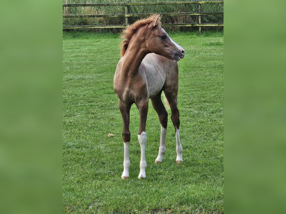 German Riding Pony Mare Foal (04/2025) in Bruchhausen-Vilsen