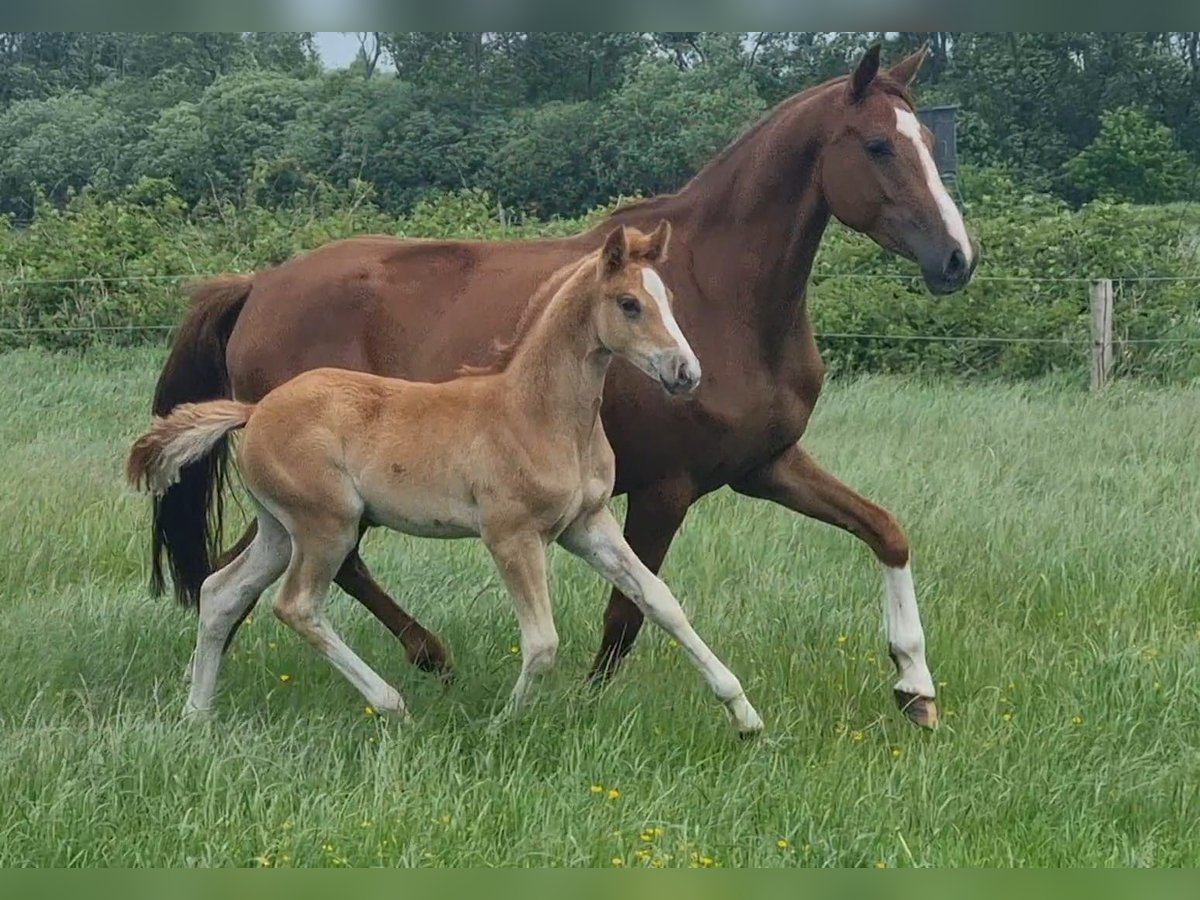 German Riding Pony Mare  in H&#xF6;rsten