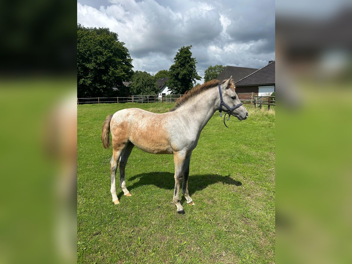 German Riding Pony Mare Foal (05/2025) Grey in L&#xF6;ptin