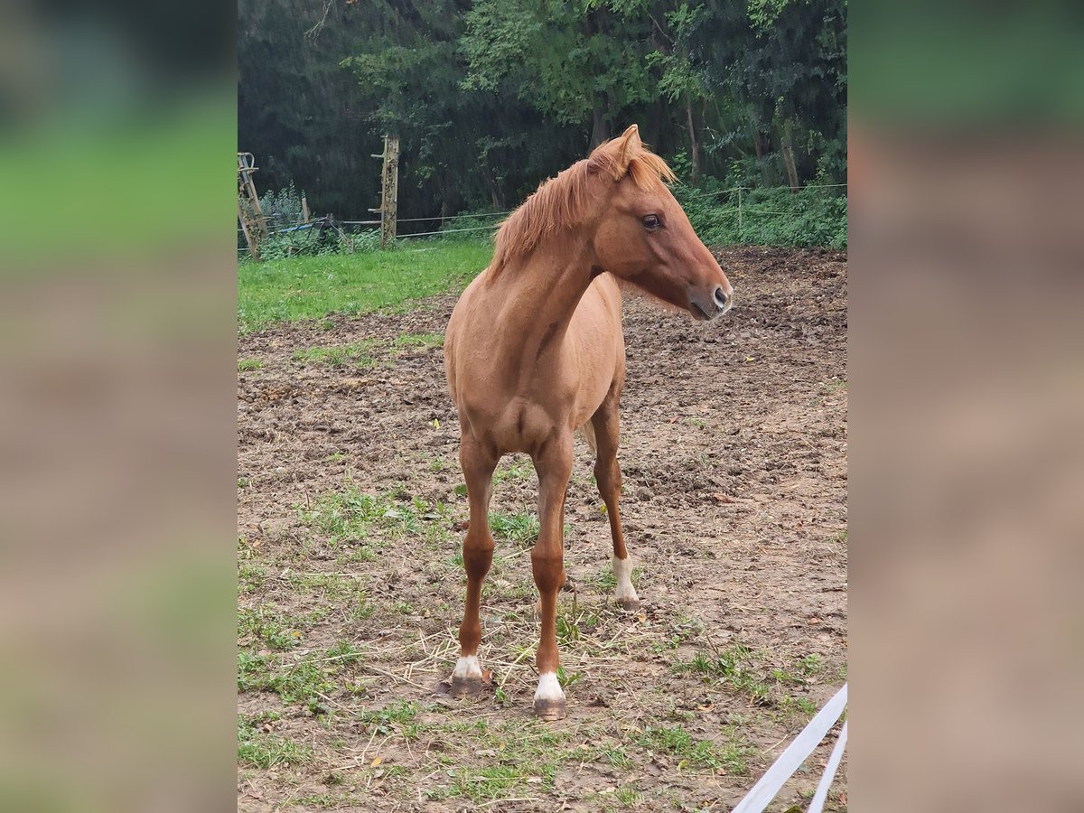 German Riding Pony Mare Foal (04/2024) Red Dun in Sinzig