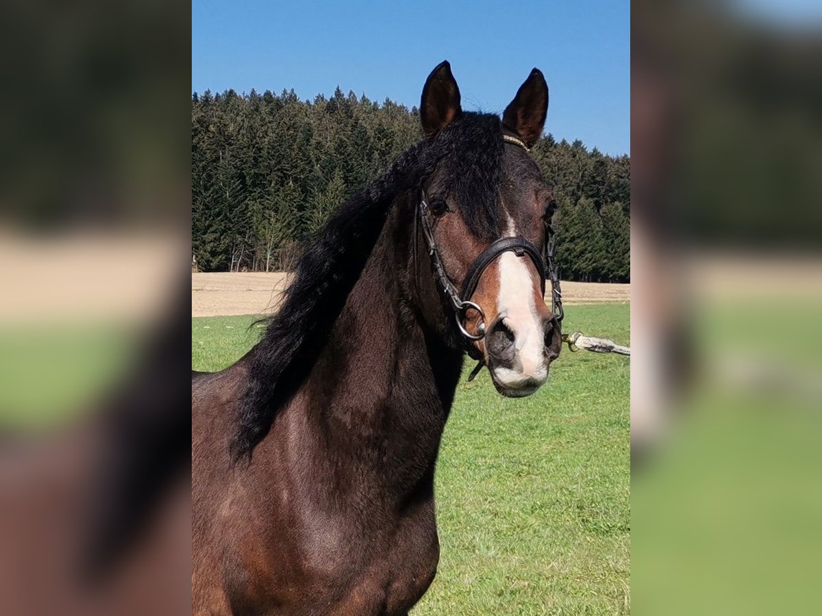 German Riding Pony Stallion 13 years 14,2 hh Brown in Sankt Englmar
