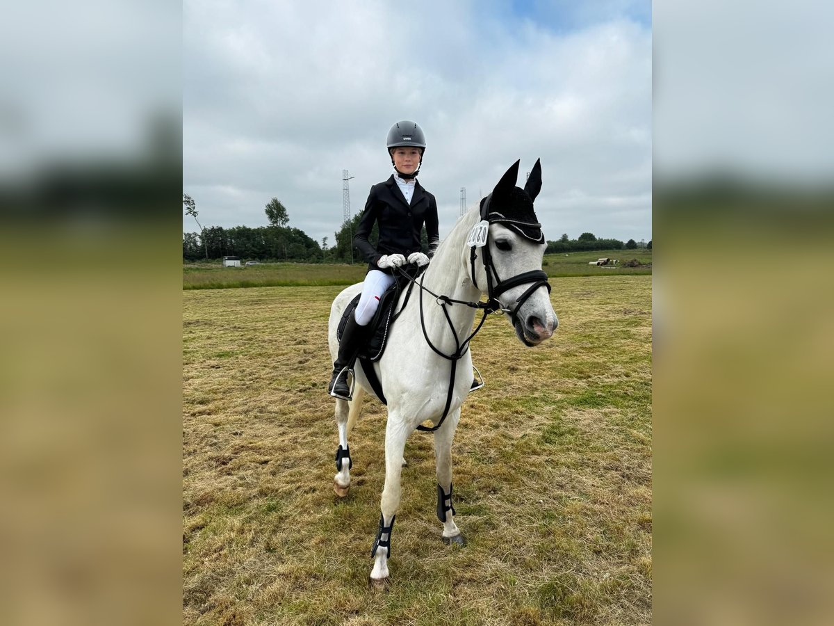 German Riding Pony Stallion 15 years 14,2 hh Gray in Husby