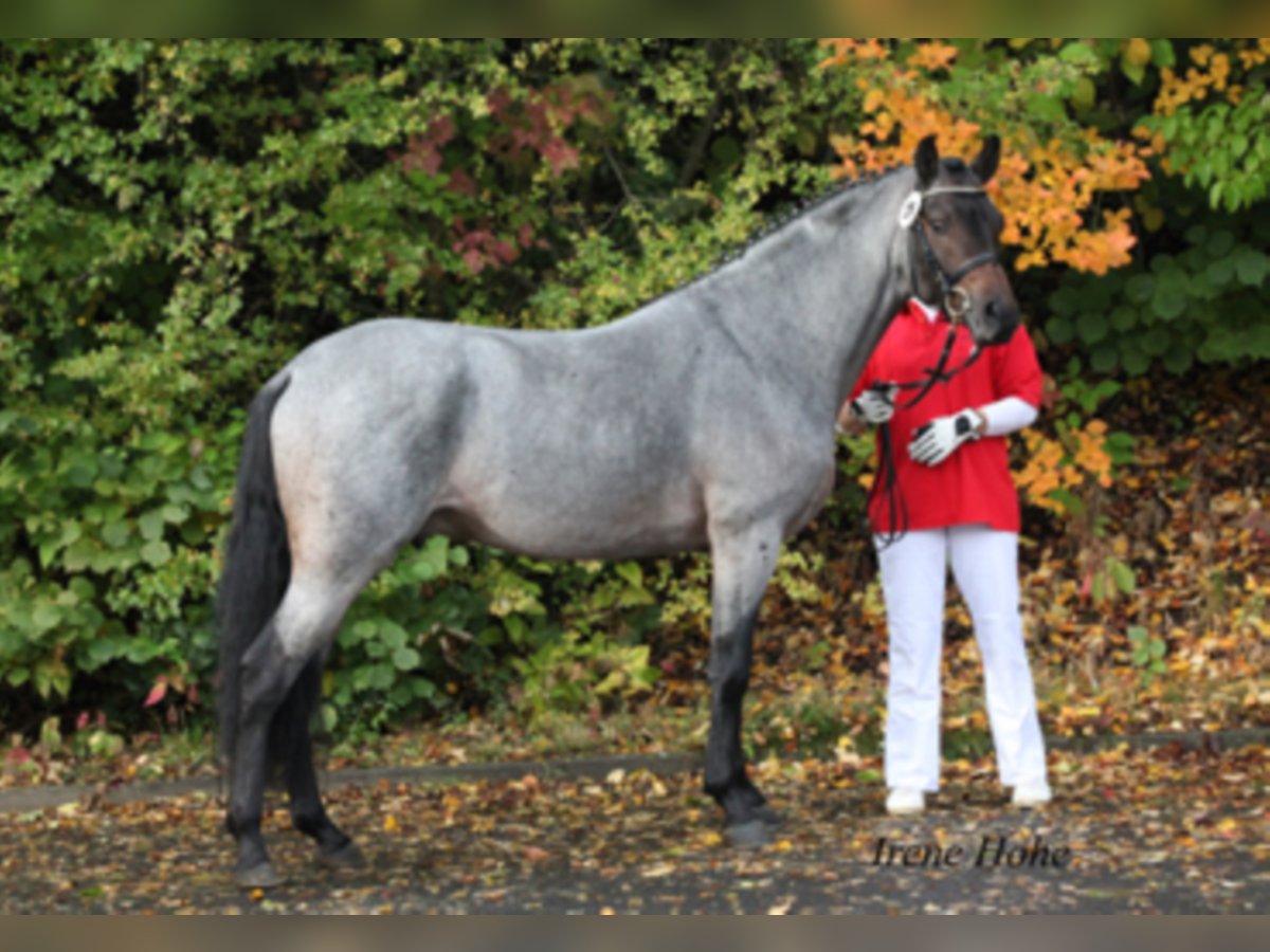 German Riding Pony Stallion 16 years 14 hh Roan-Bay in Frankenberg